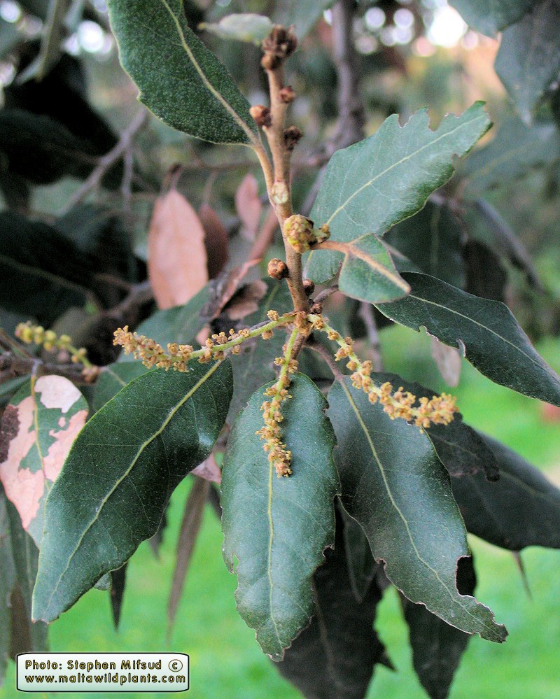 Quercus ilex (Evergreen Oak) : MaltaWildPlants.com - the ...